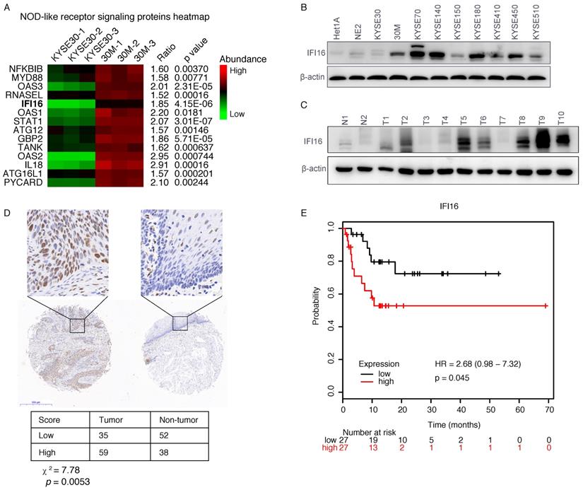 J Cancer Image