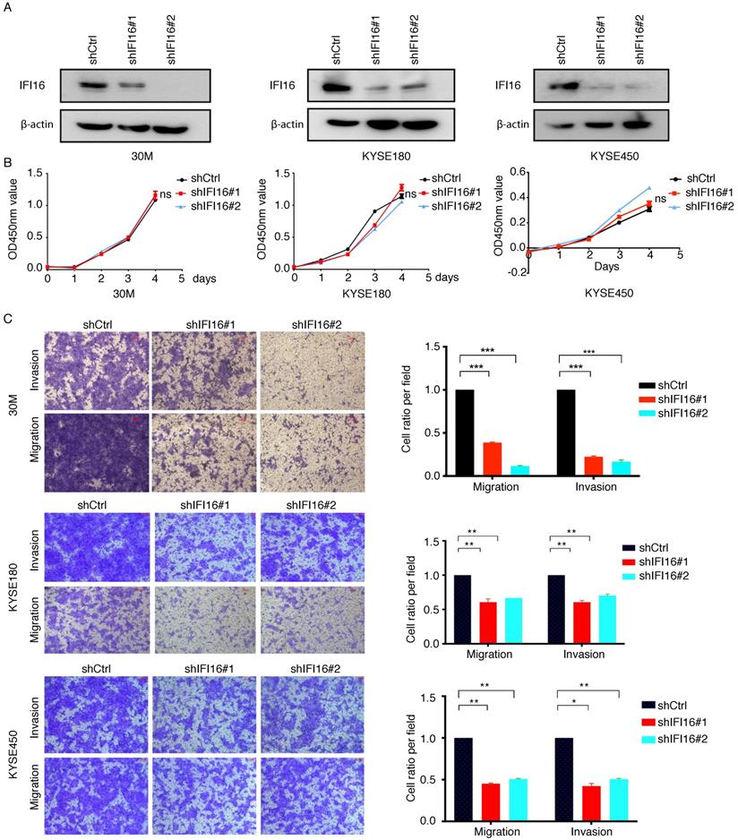 J Cancer Image