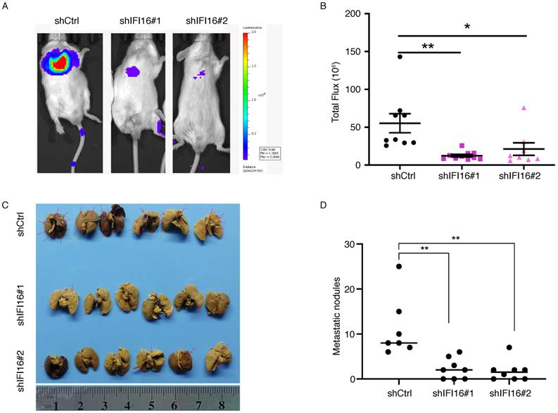 J Cancer Image