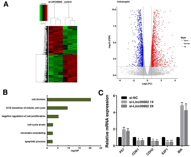 J Cancer Image