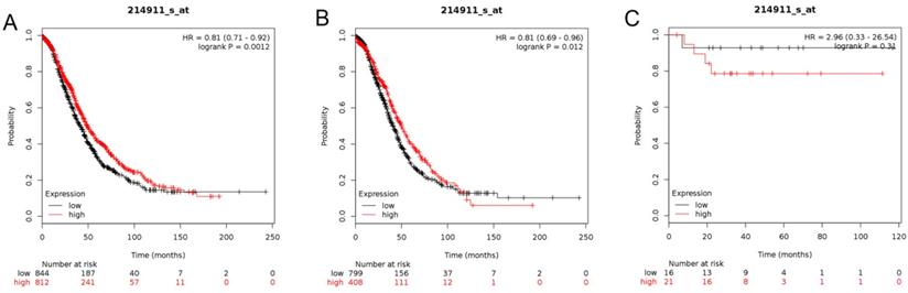 J Cancer Image