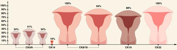 J Cancer Image