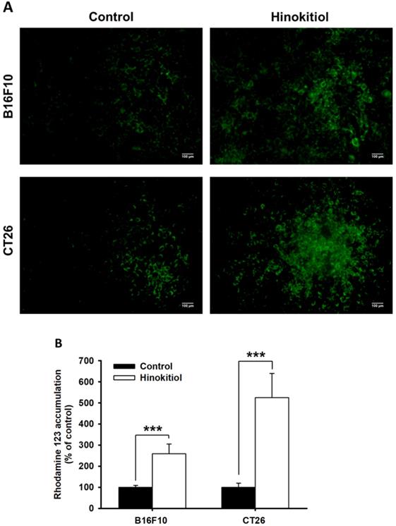 J Cancer Image