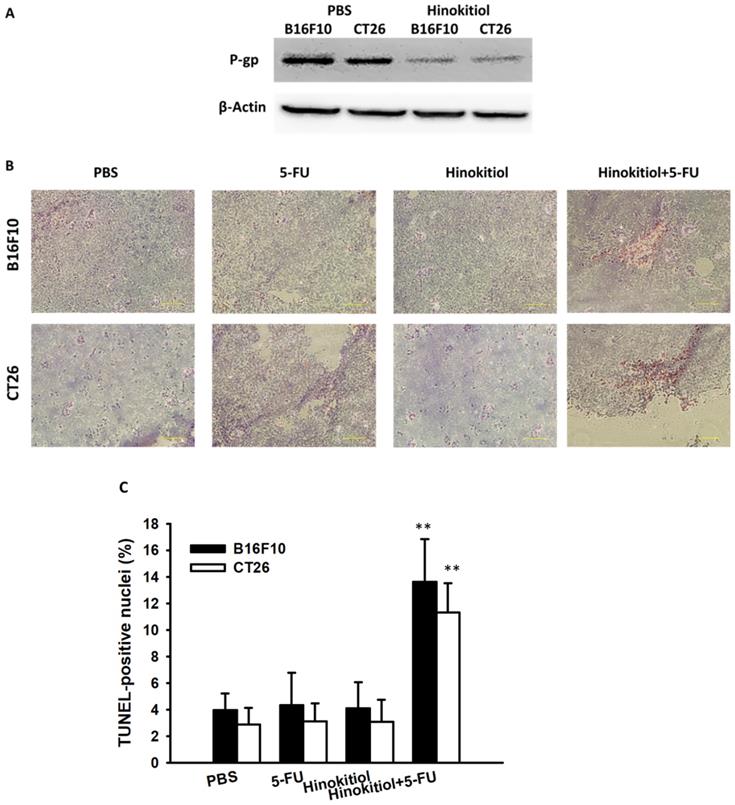 J Cancer Image