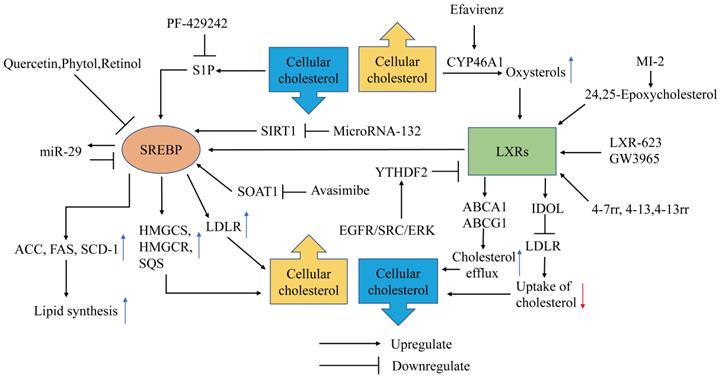 J Cancer Image