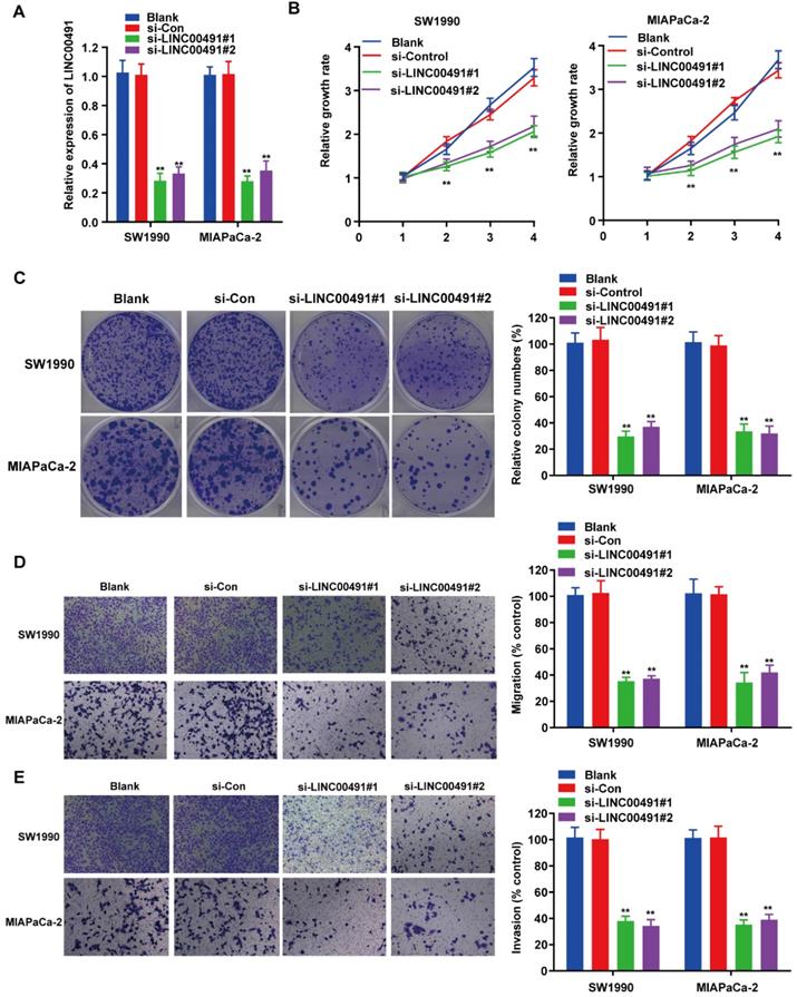 J Cancer Image