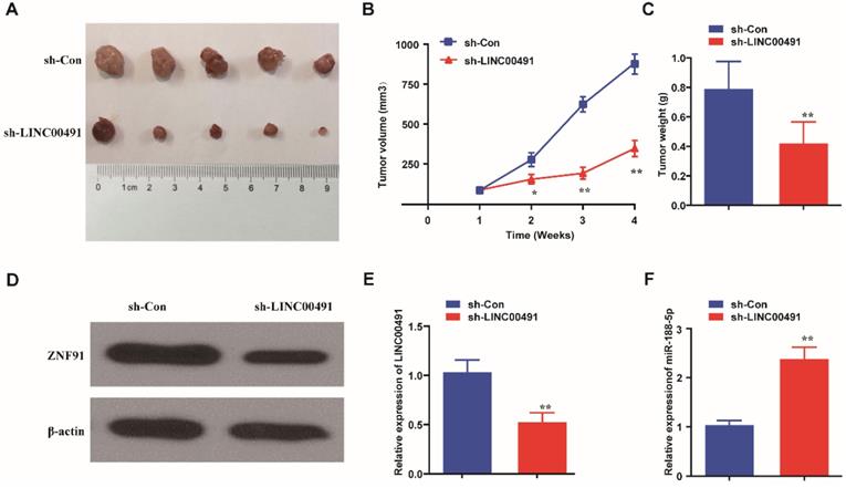 J Cancer Image