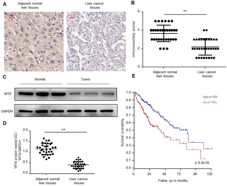 J Cancer Image