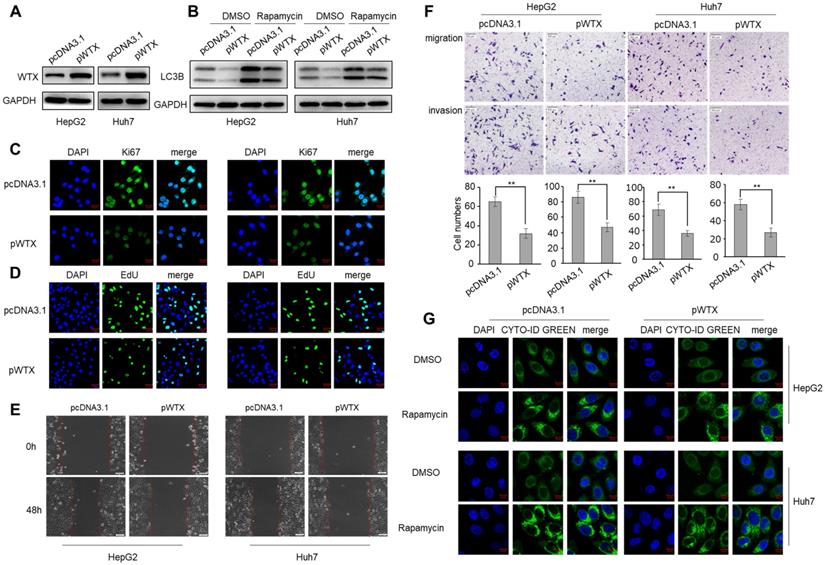 J Cancer Image