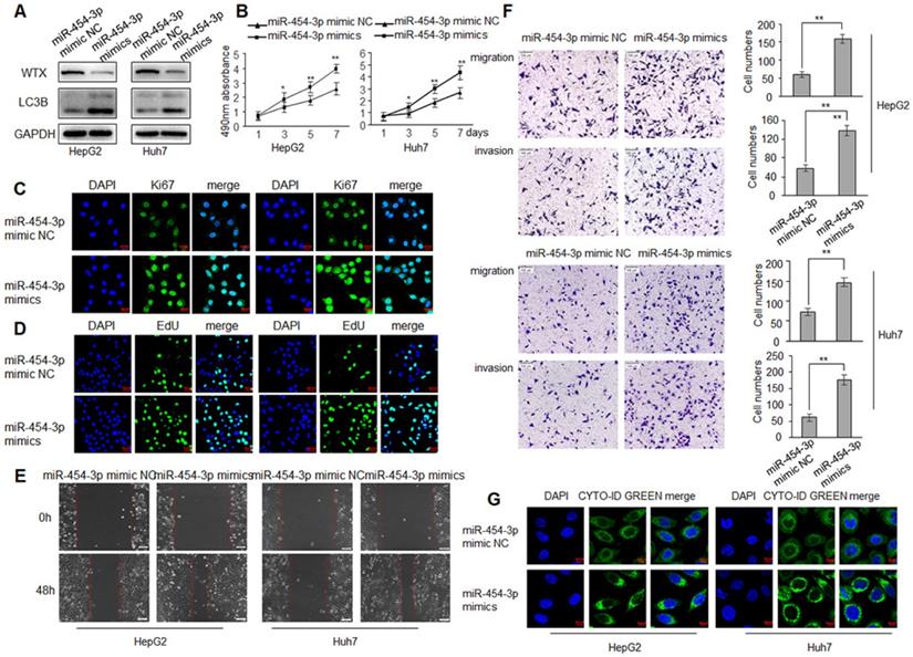 J Cancer Image