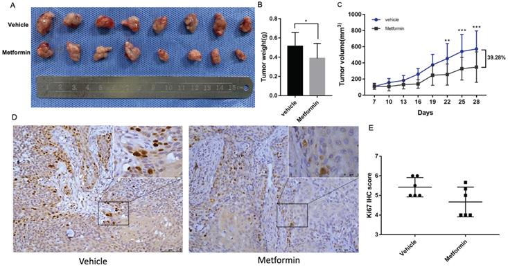 J Cancer Image