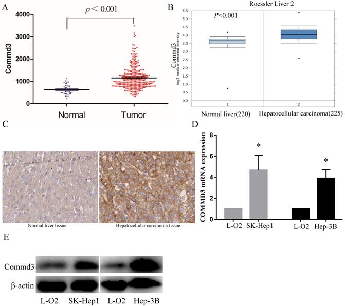 J Cancer Image