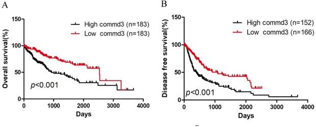 J Cancer Image