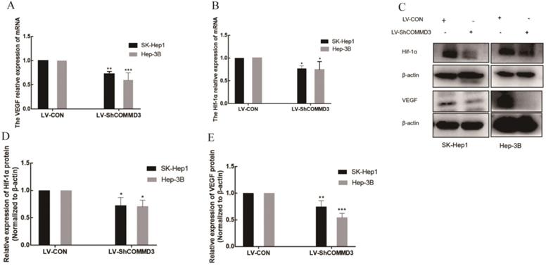 J Cancer Image