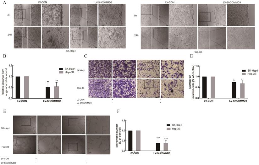 J Cancer Image