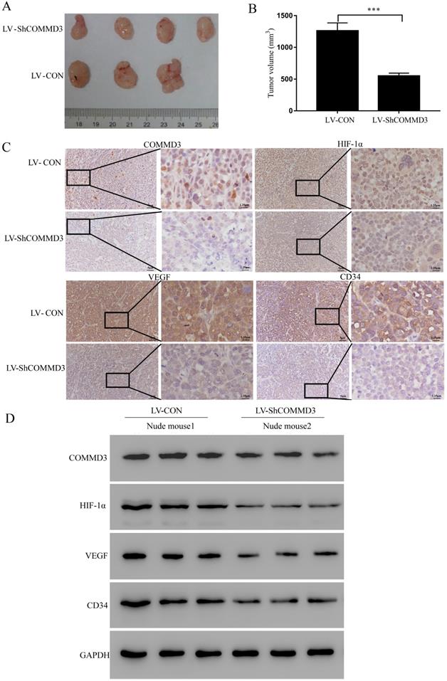 J Cancer Image