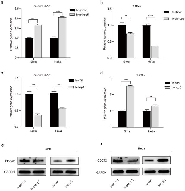 J Cancer Image