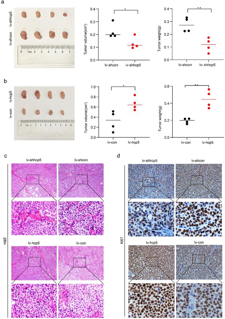 J Cancer Image