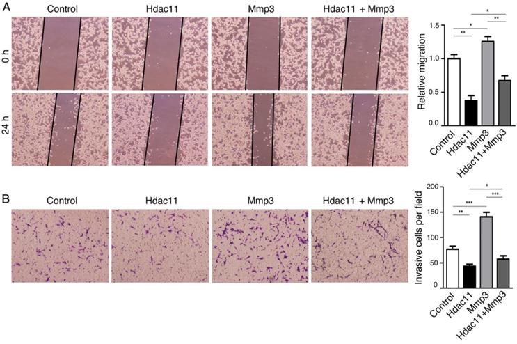 J Cancer Image