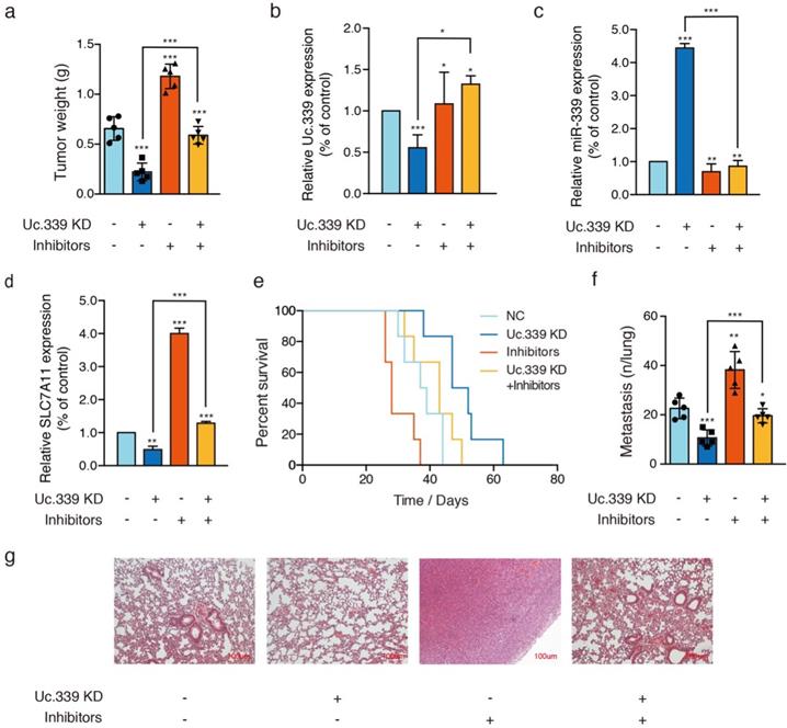 J Cancer Image