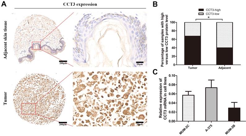 J Cancer Image