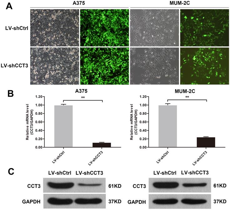 J Cancer Image