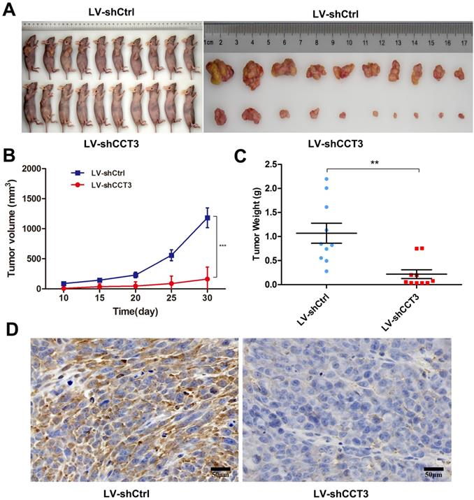 J Cancer Image