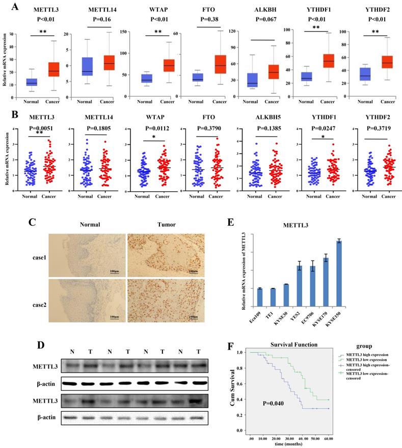 J Cancer Image