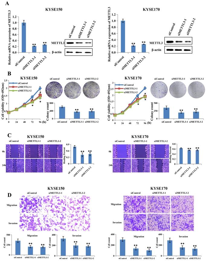 J Cancer Image