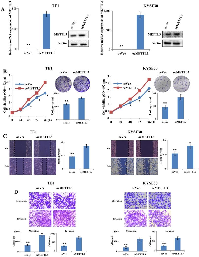 J Cancer Image