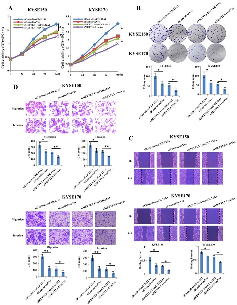 J Cancer Image