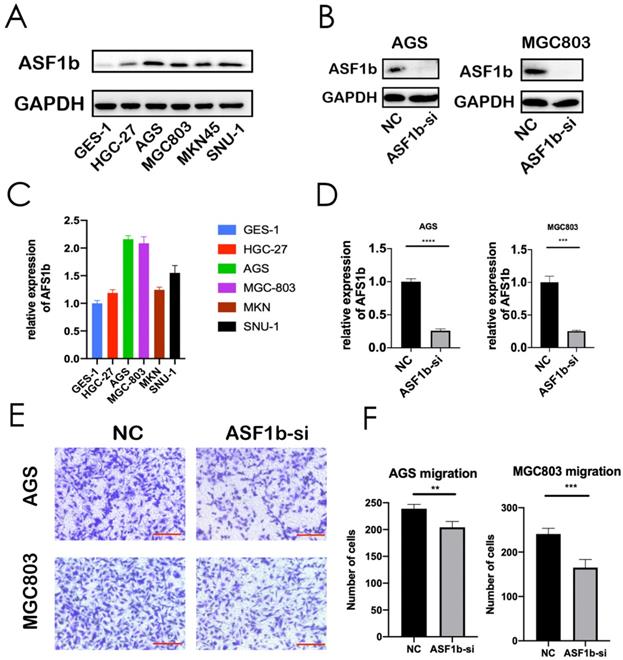 J Cancer Image