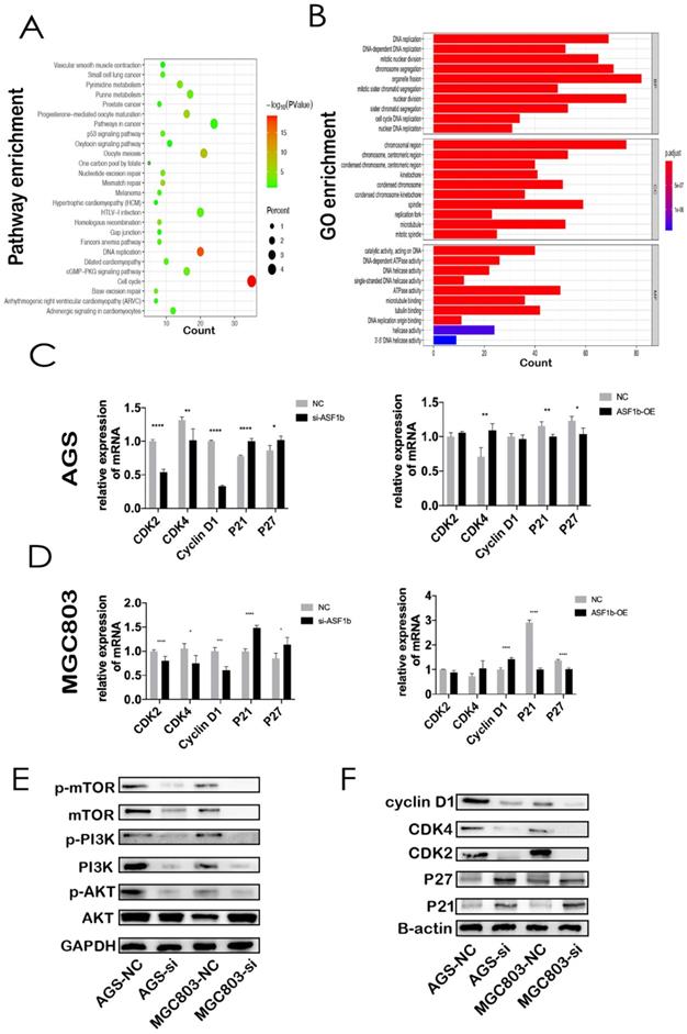 J Cancer Image