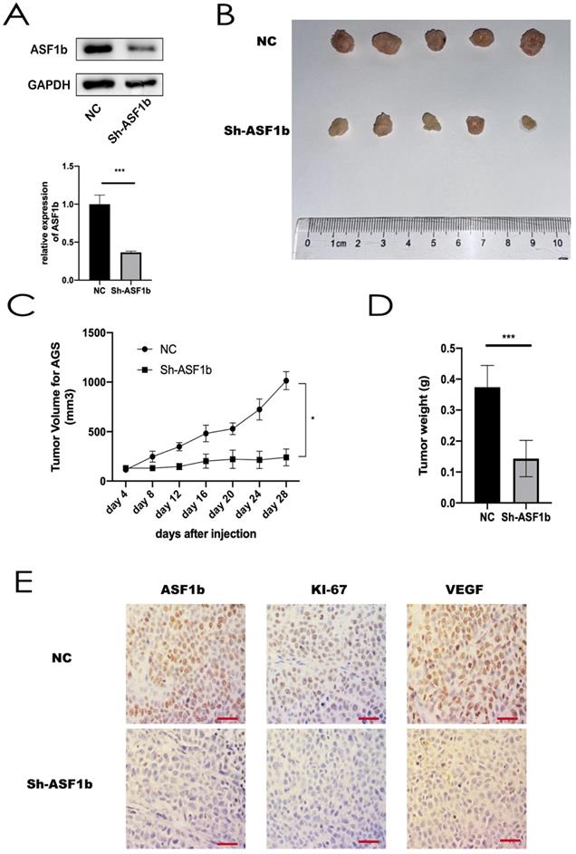 J Cancer Image