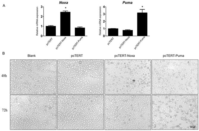 J Cancer Image