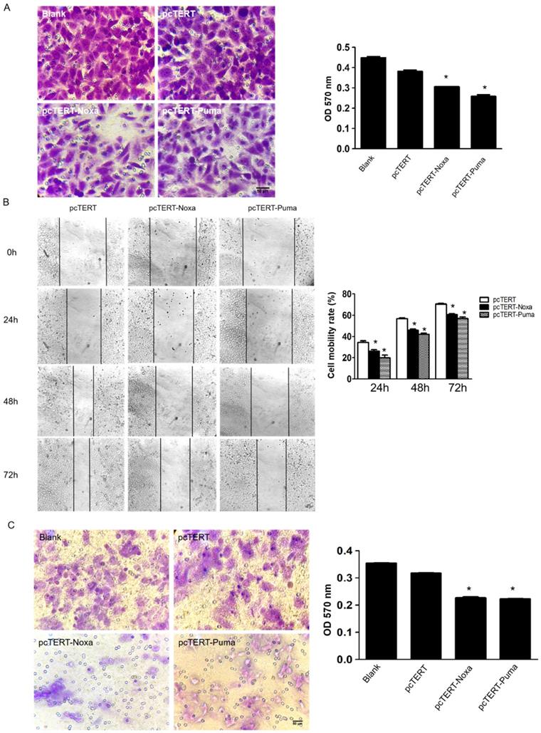 J Cancer Image