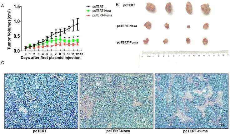 J Cancer Image