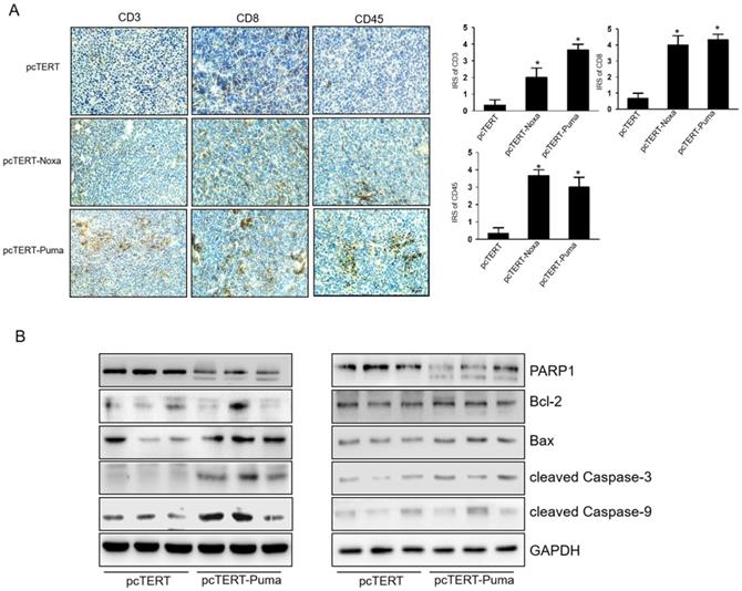 J Cancer Image