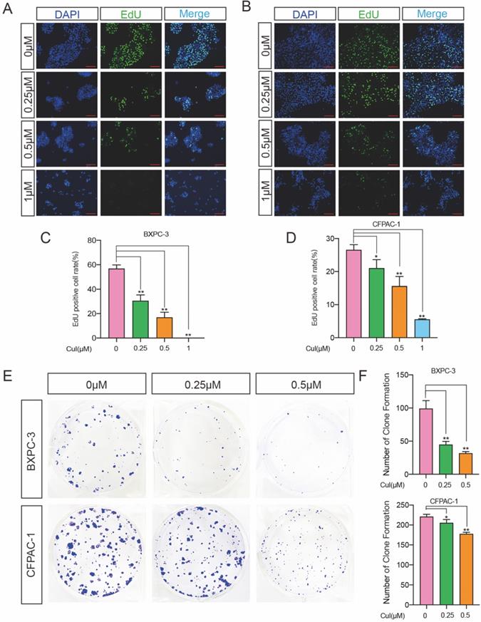 J Cancer Image