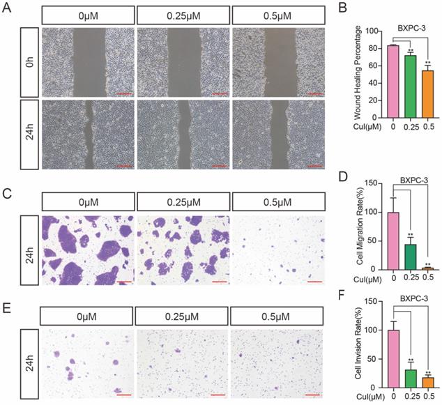 J Cancer Image