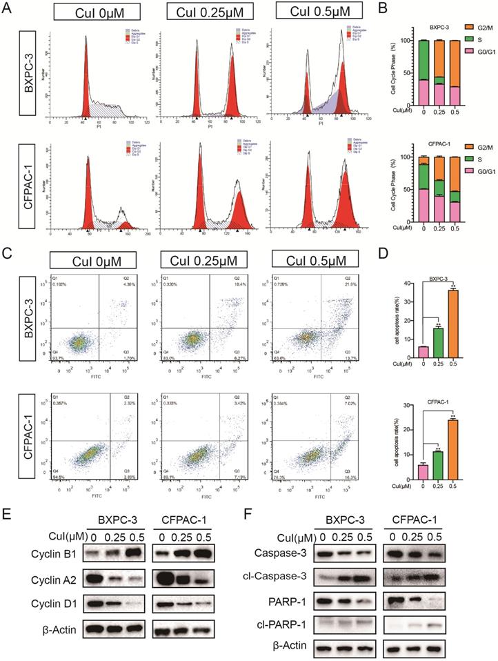 J Cancer Image