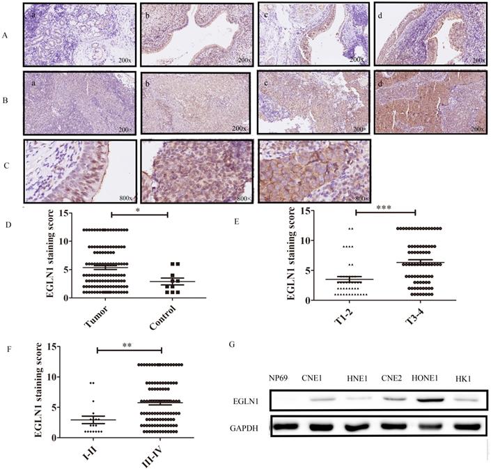 J Cancer Image