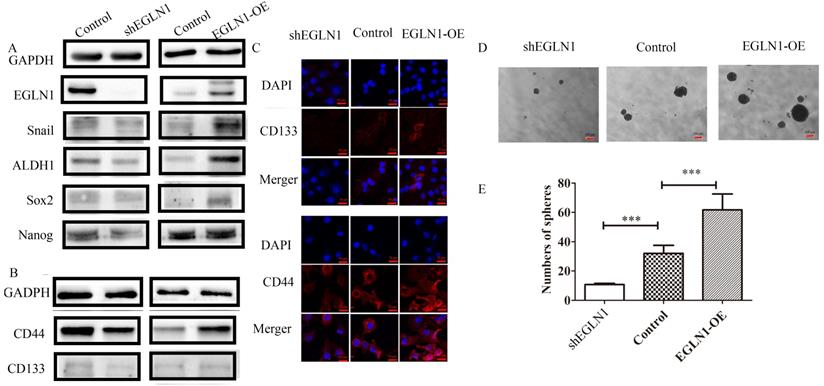 J Cancer Image