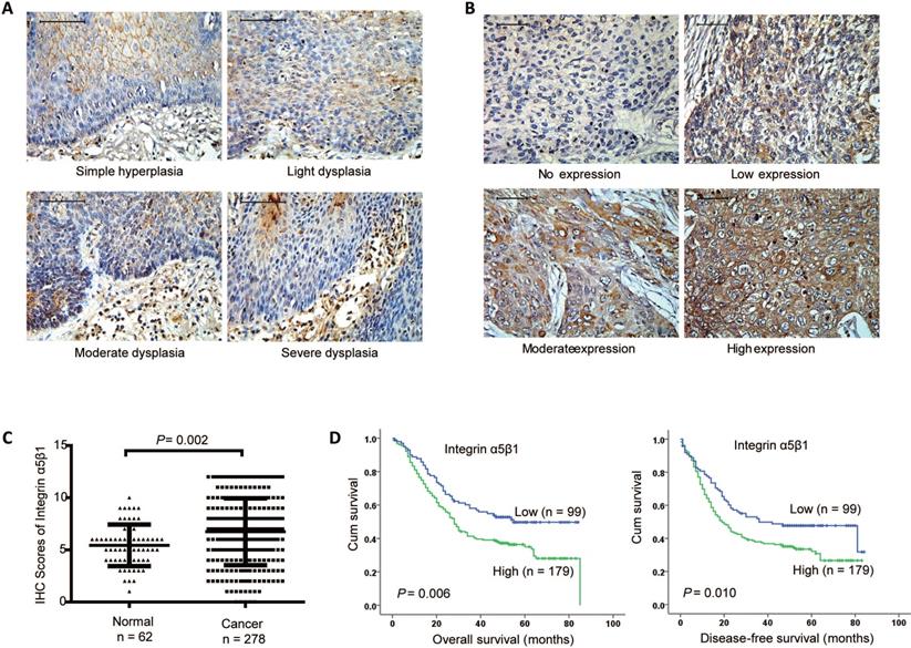 J Cancer Image