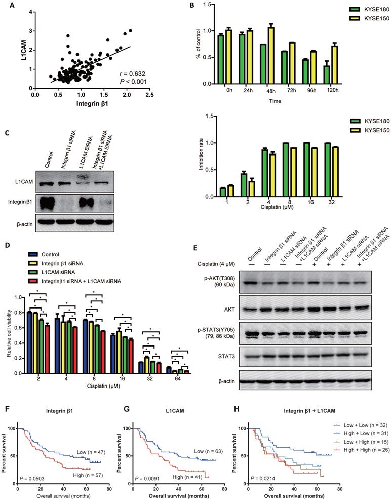 J Cancer Image