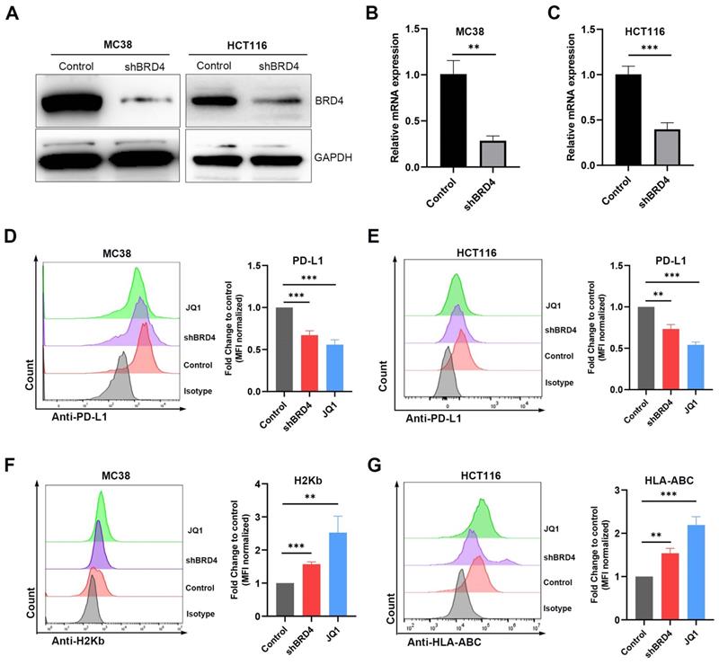 J Cancer Image