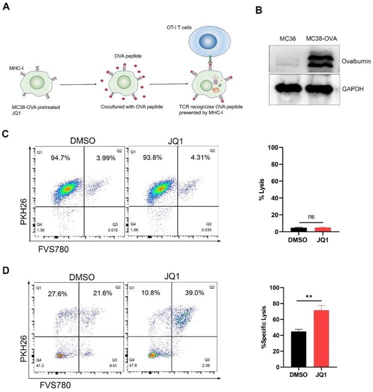 J Cancer Image