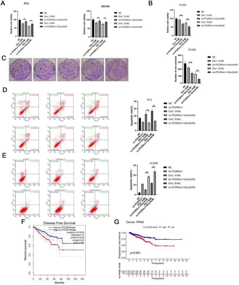 J Cancer Image