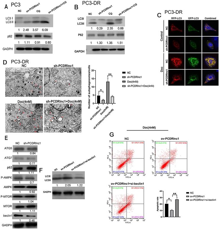 J Cancer Image