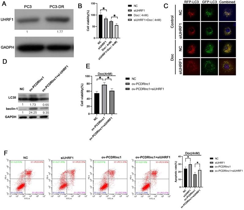 J Cancer Image